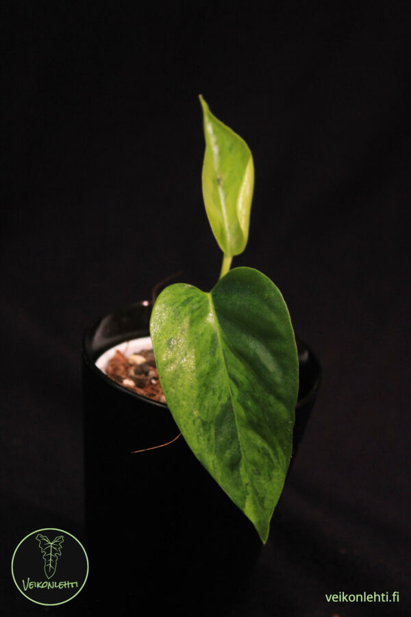 Epipremnum Aureum Carnival