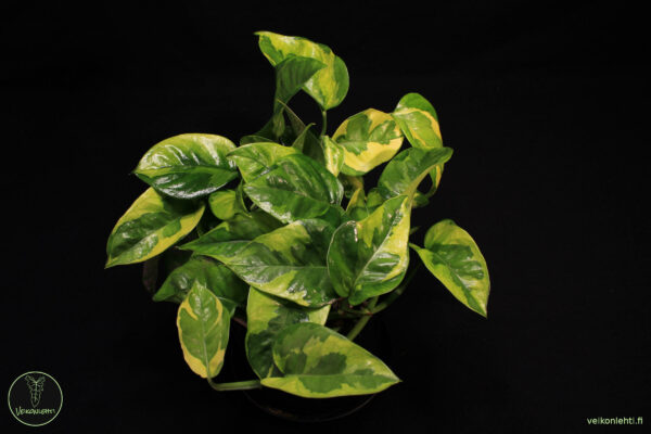 Epipremnum Aureum Emerald