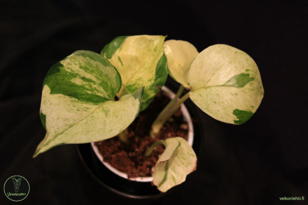 Epipremnum Aureum Manjula