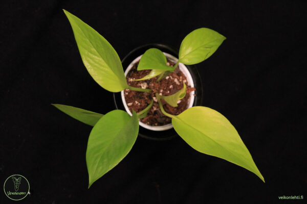 Epipremnum Aureum Neon