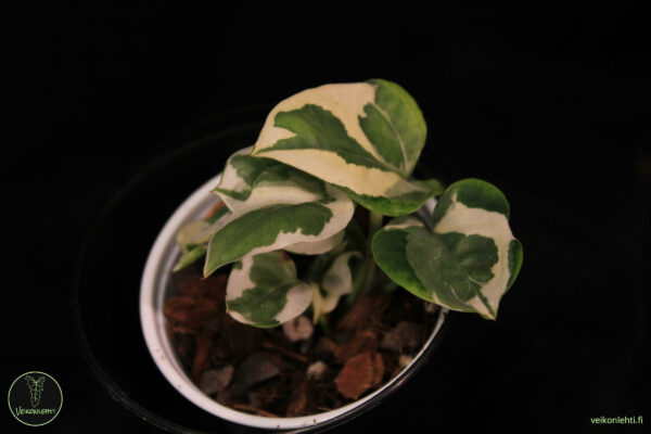 Epipremnum Aureum Njoy