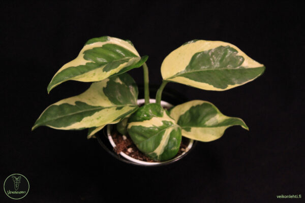 Epipremnum Aureum Njoy