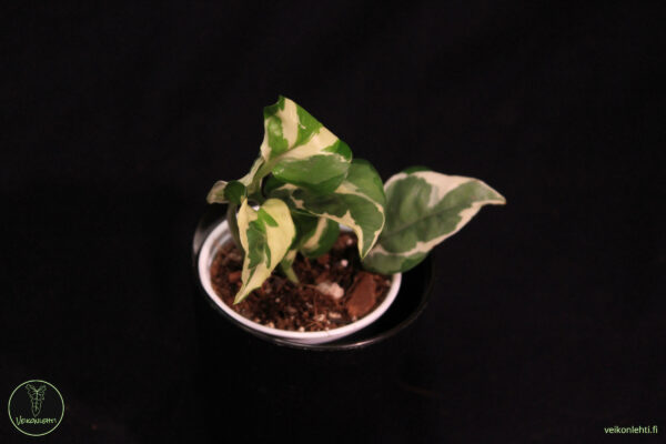 Epipremnum Aureum Njoy