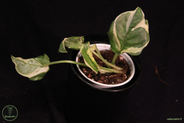 Epipremnum Aureum Njoy