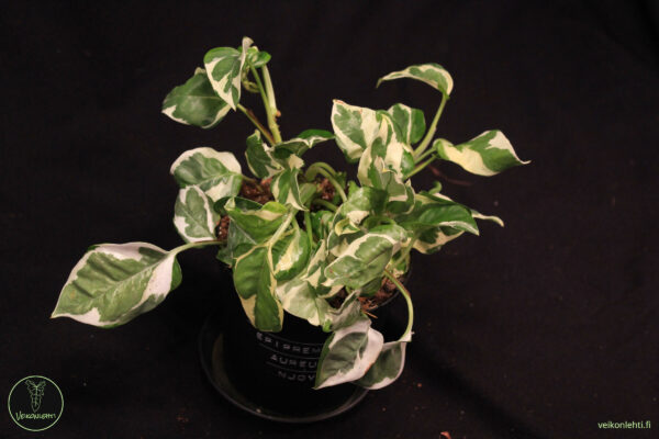 Epipremnum Aureum Njoy