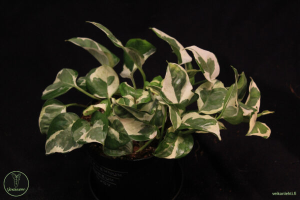 Epipremnum Aureum Njoy