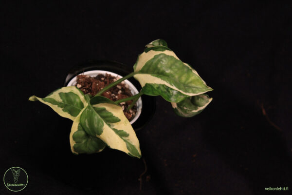 Epipremnum Aureum Njoy