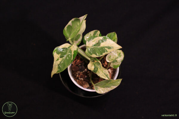 Epipremnum Aureum Pearls Jade