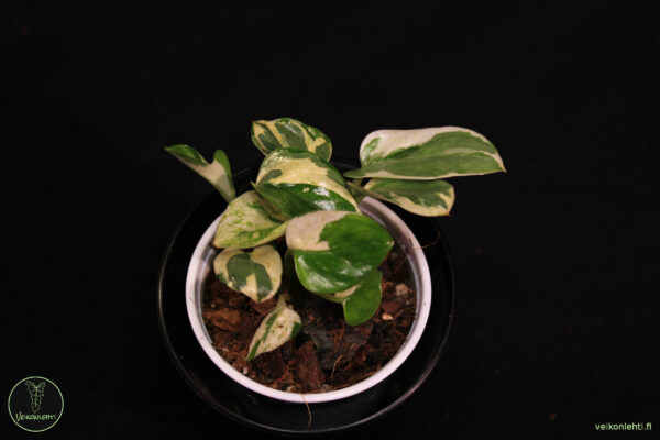 Epipremnum Aureum Pearls Jade