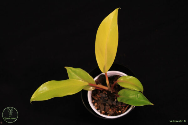 Philodendron Malay Gold