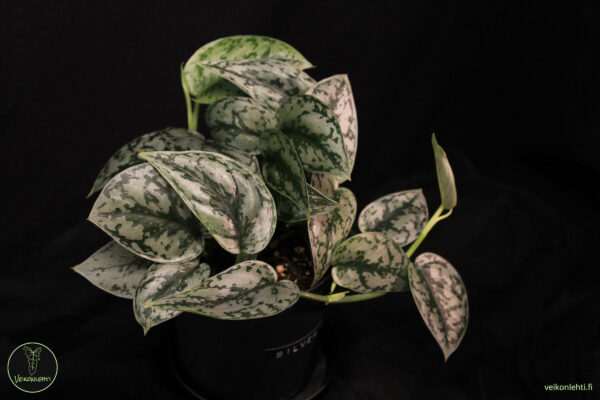 Scindapsus Silver Lady